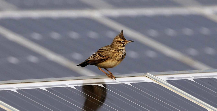 Morte de aves nas centrais solares