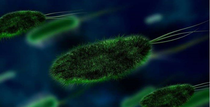 Bactéria E.coli