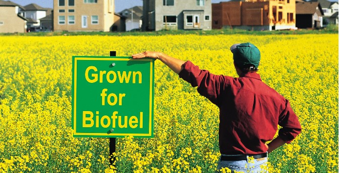 biocombustiveis desvantagens